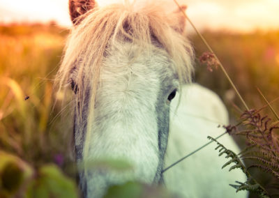 Connemara Pony