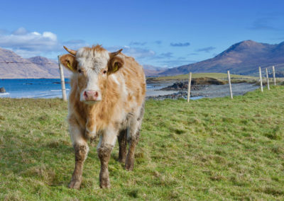 Cow at Island's View Beach on the Connemara Loop