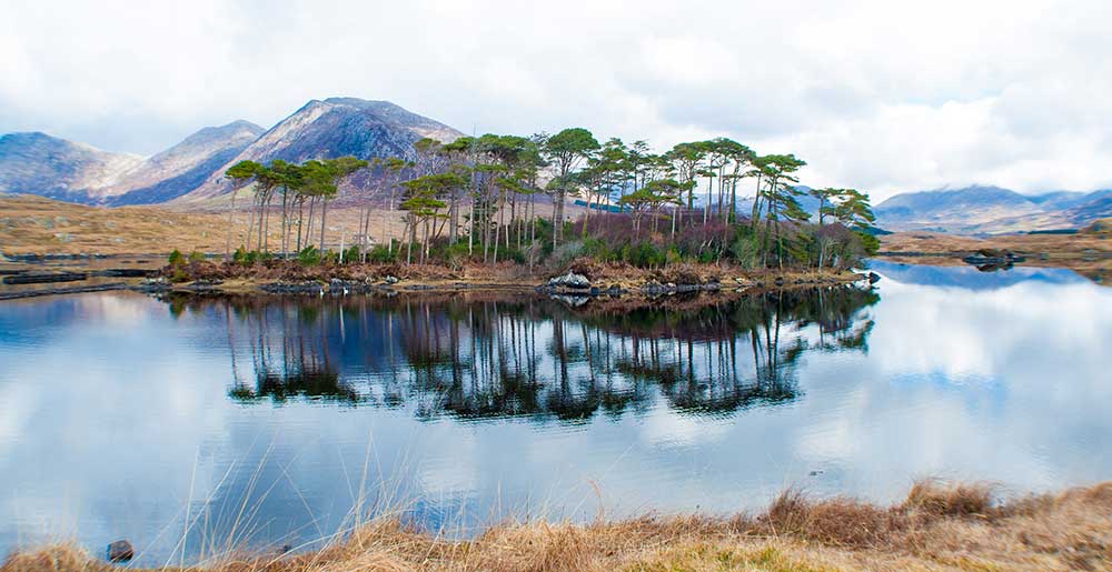 Connemara Trees