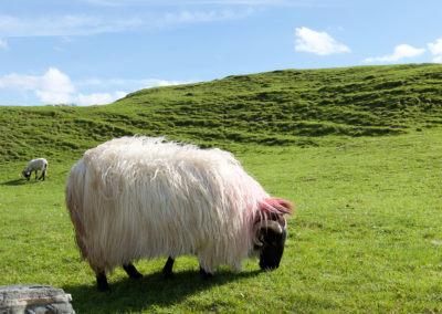 Sheep on the Sky Road in Clifden Connemara